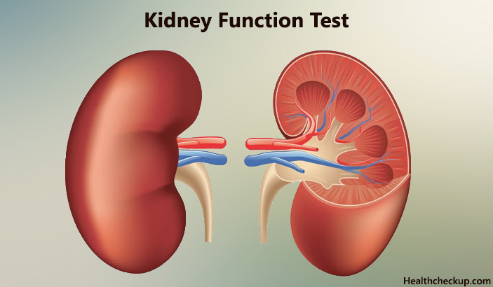 Kidney Function Tests:symptoms,types of kidney problems