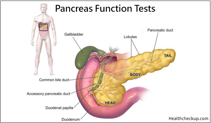 Pancreas Function Tests