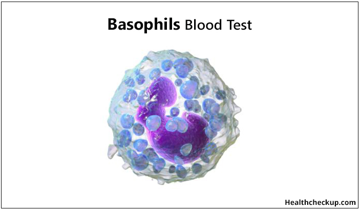 Basophils Blood Test : Normal Ranges and Symptoms