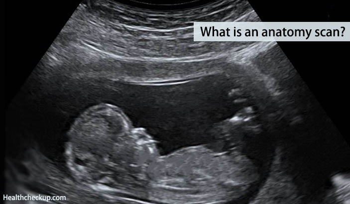 what is an anatomy scan