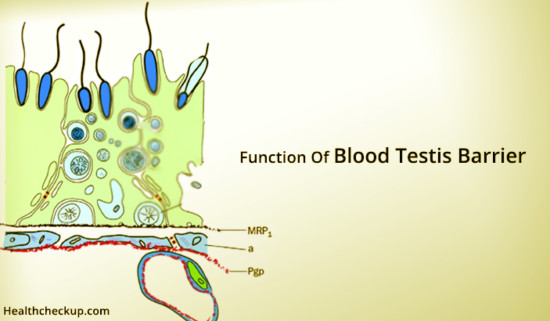 What Is The Function Of Blood Testis Barrier | What Are Sertoli Cells