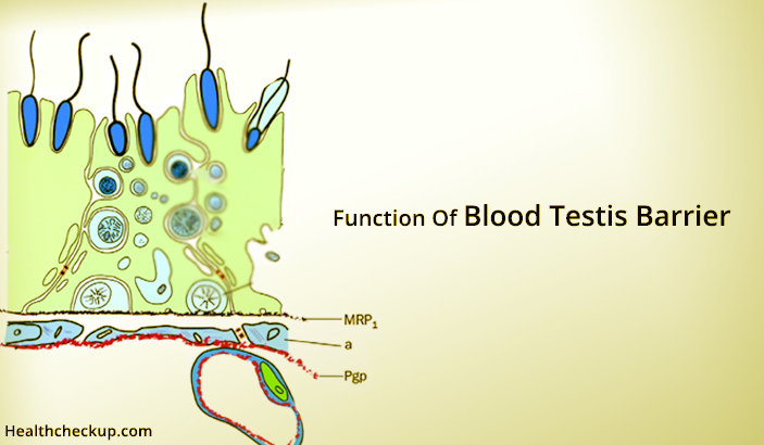 Function Of Blood Testis Barrier