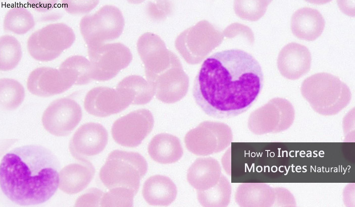 How To Increase Monocytes Naturally