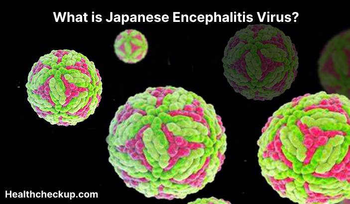 Japanese encephalitis virus (JEV) - Symptoms, Diagnosis, Treatment, Prevention