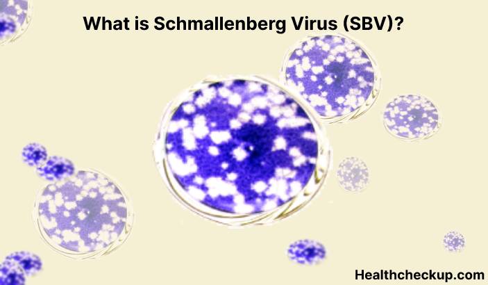 Schmallenberg virus (SBV) - Symptoms, Diagnosis, Treatment, Prevention